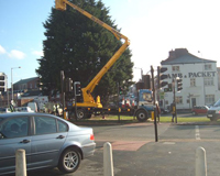 Tree surgeon using a Cherry Picker to work on a large tree