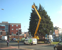 Tree surgeon using a Cherry Picker to work on the top of a large tree